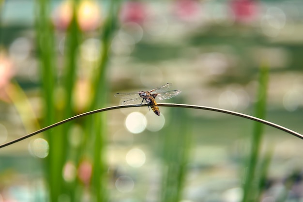 Libélula grande em um galho perto da lagoa