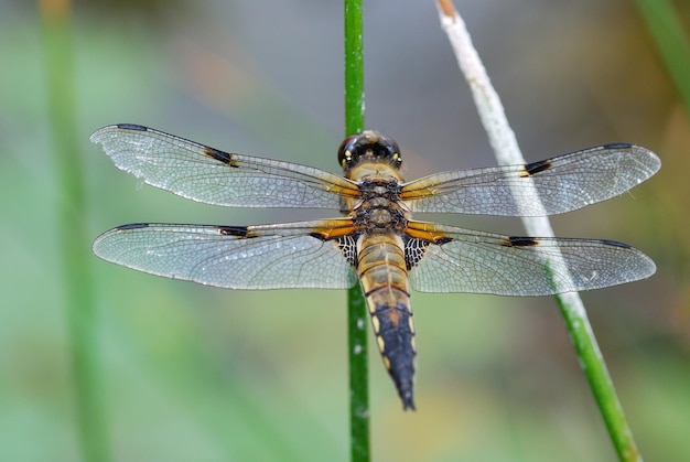 Libélula grande