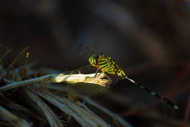 Libélula en la hermosa luz de la mañana con sol brillante