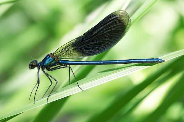 Libélula en una hierba verde