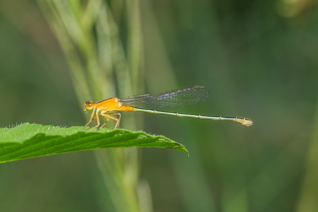 Libélula en la hoja