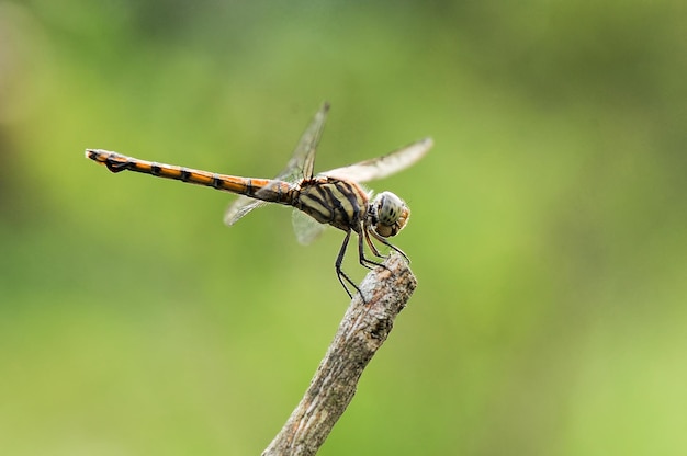 libélula en el jardín