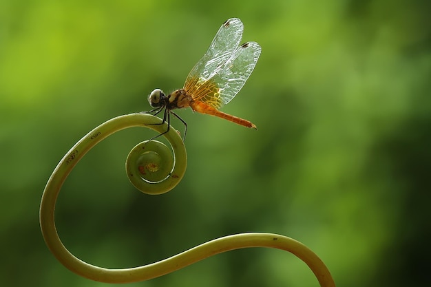 Libélula en Lugar Único