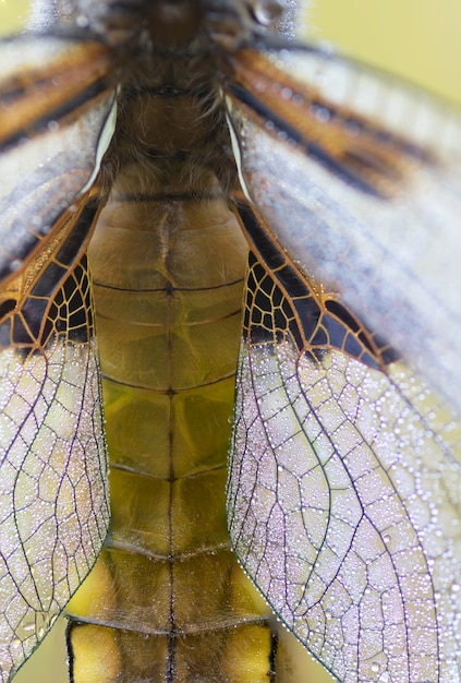 Foto libélula en macro