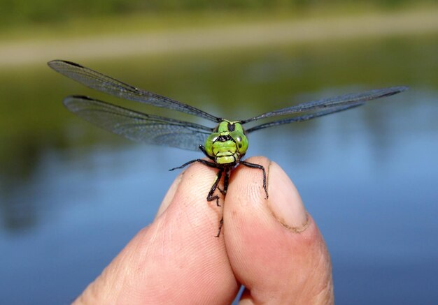 Libélula en la mano de cerca vista delantera delantera