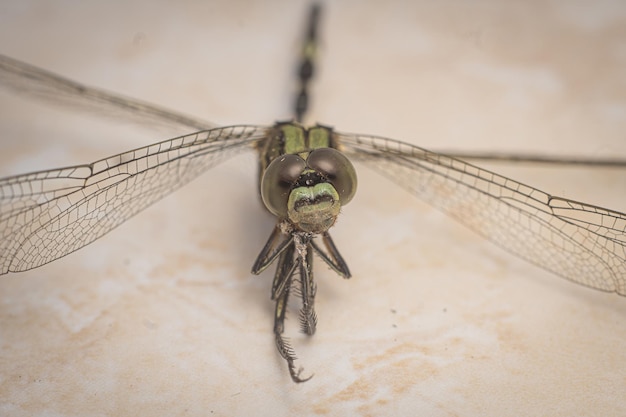 libélula de la muerte de cerca fotografía macro foto premium