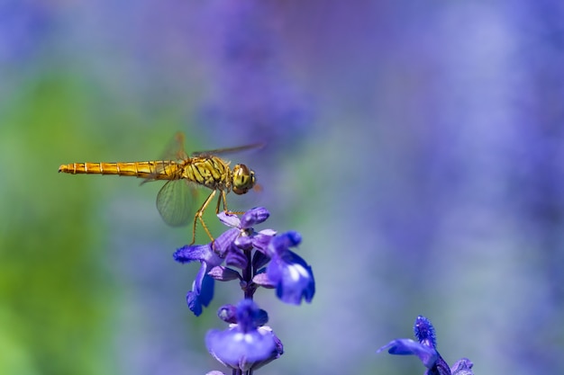 Libélula na flor de lavanda