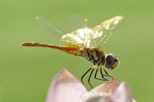 Libélula na flor para descansar