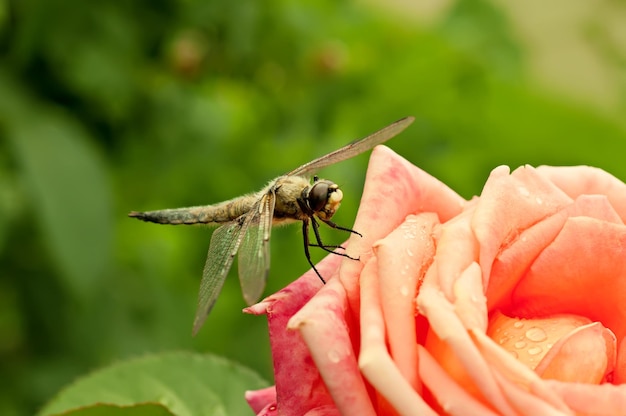 Libélula na rosa