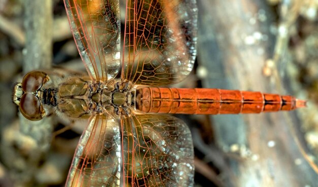 libélula naranja de pie junto a la madera con fondo de la naturaleza