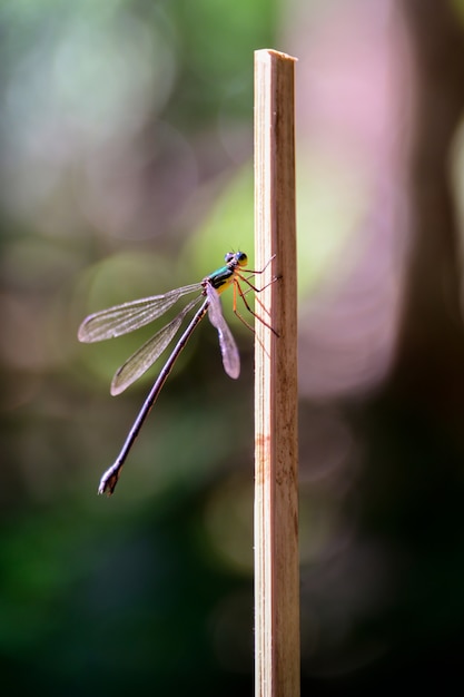 Libélula en la naturaleza y fondo bokeh