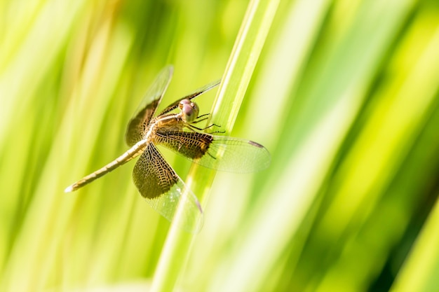 libélula en la naturaleza verde