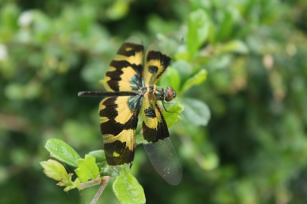 libélula en la naturaleza