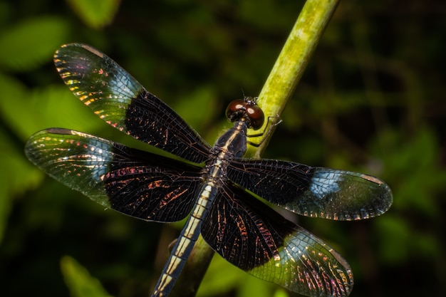 Libélula negra na natureza, visão macro