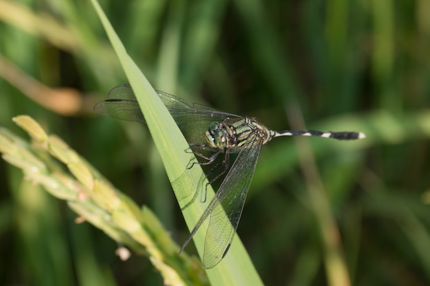 Libélula no campo de arroz