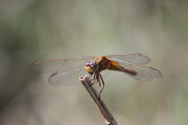 Libélula no tronco e fundo verde