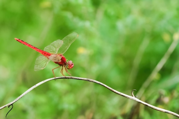 Una libélula nómada se alza en una rama