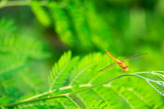 Libélula nos galhos de manhã linda