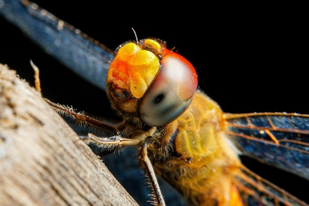 Una libélula con un ojo rojo y ojos amarillos está sobre un trozo de madera.