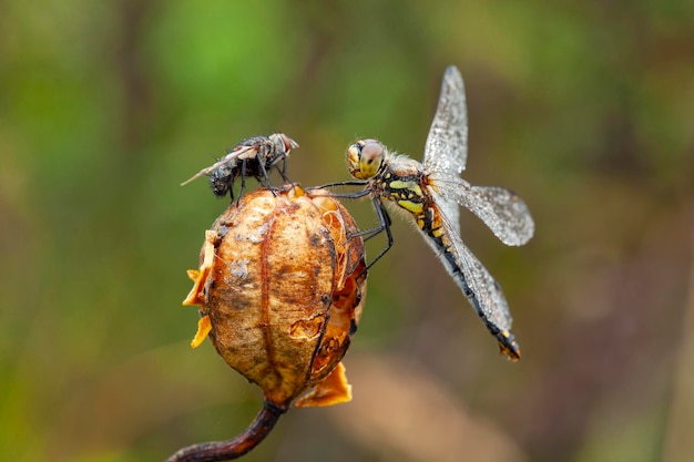 Libélula en una planta seca esférica.Primer..