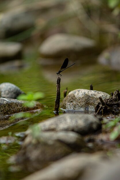 Libélula posa sobre las rocas del arroyo en Cerdeña