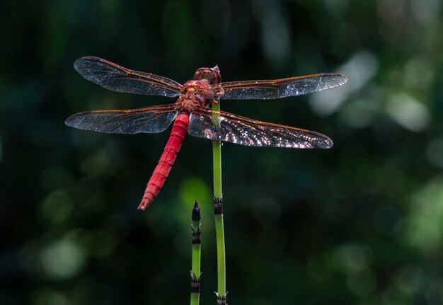 Libélula posando em uma planta