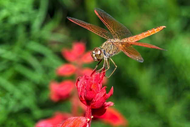 Foto libélula en primer plano de flor roja
