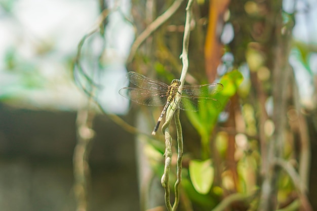 libélula que pousa em um galho de planta durante o dia fundo da natureza foto premium
