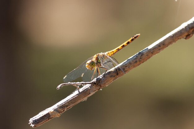 Libélula en una rama en el bosque. Fotografía macro de libélula