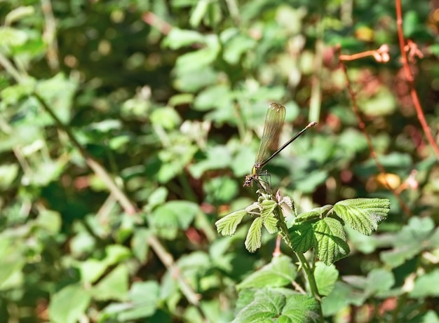 Libélula en una rama de cerca