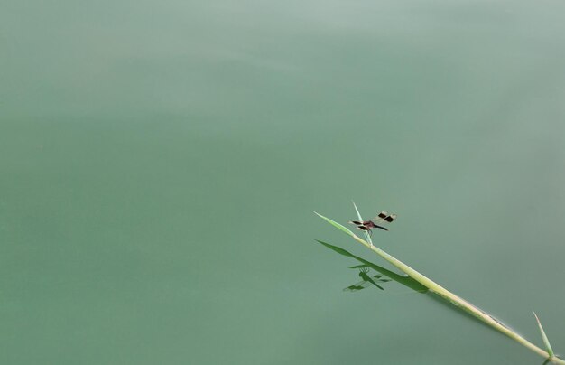 Libélula en la rama y reflejo en el agua