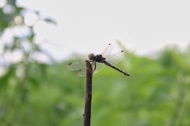 Libélula en la rama seca de un árbol