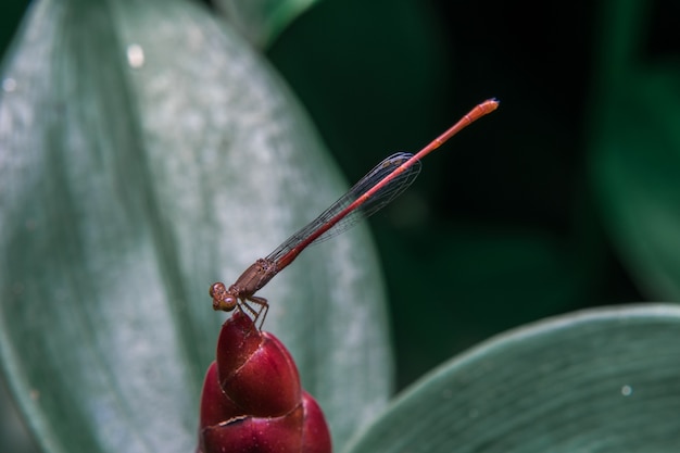 Libélula roja en flor