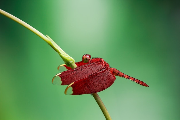 Foto libélula roja en fondo verde.