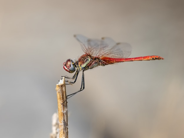 Libélula roja fotografiada en su entorno natural.