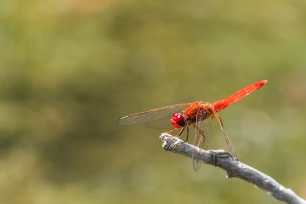 Libélula roja pequeña en una ramita