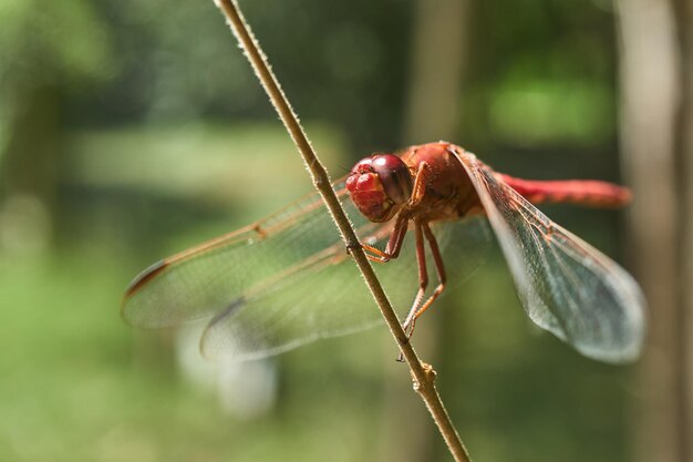 Libélula roja posada en una rama