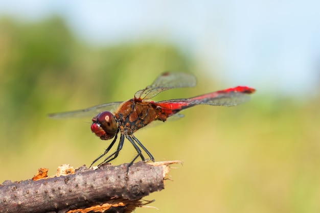 Libélula roja sentada en la rama