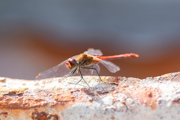 Libélula roja sentada sobre un barril