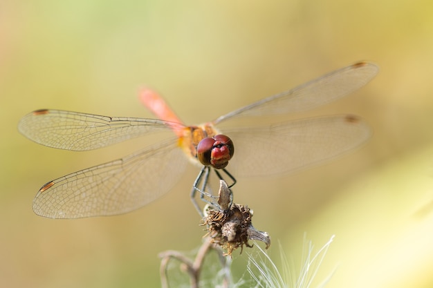 Libélula roja sentada sobre una flor marchita