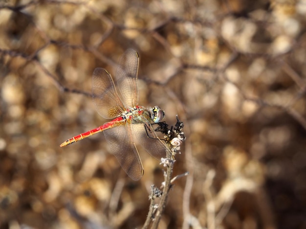 Una libélula roja se sienta en una rama seca