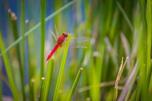 Libélula roja sobre un césped verde