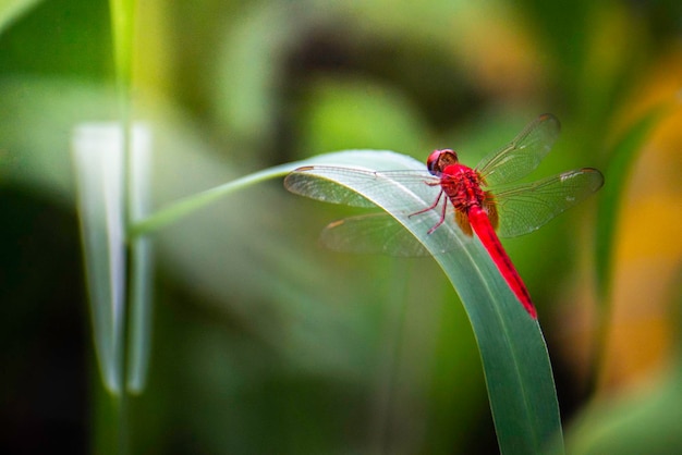 Libélula roja sobre la hierba al atardecer