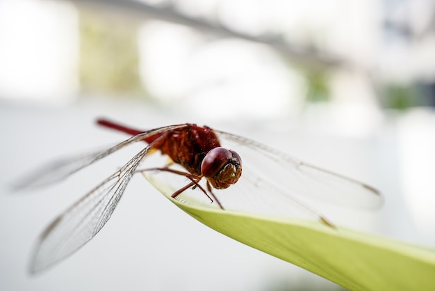 Libélula roja sobre hierba en fotografía macro de prado