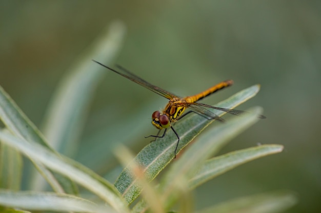 Libélula Ruddy darter sentada em uma folha verde fina Dragonfly com macrofotografia de olhos grandes