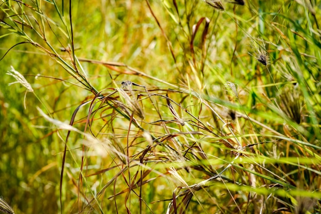 Libélula segura em galhos secos na natureza Libélula no papel de parede de fundo do habitat natural