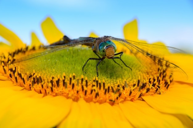 Libélula sentada en un girasol