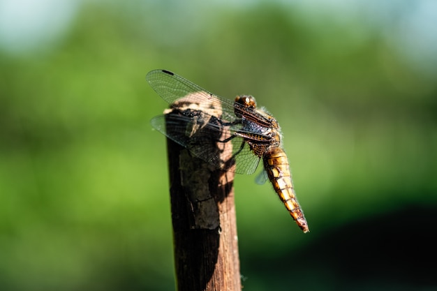 Una libélula sentada en un palo.