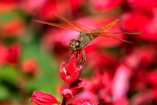 Foto libélula sentada en primer plano de flor roja