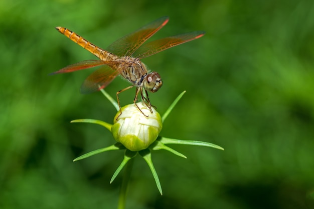 Foto libélula sentada en primer plano de la flor
